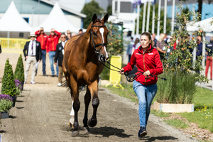Vet-Check Springen WM Herning: Alle deutschen Pferde „accepted“